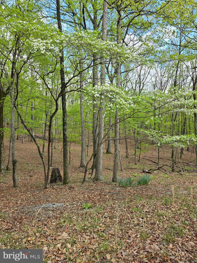 Pioneer Trail