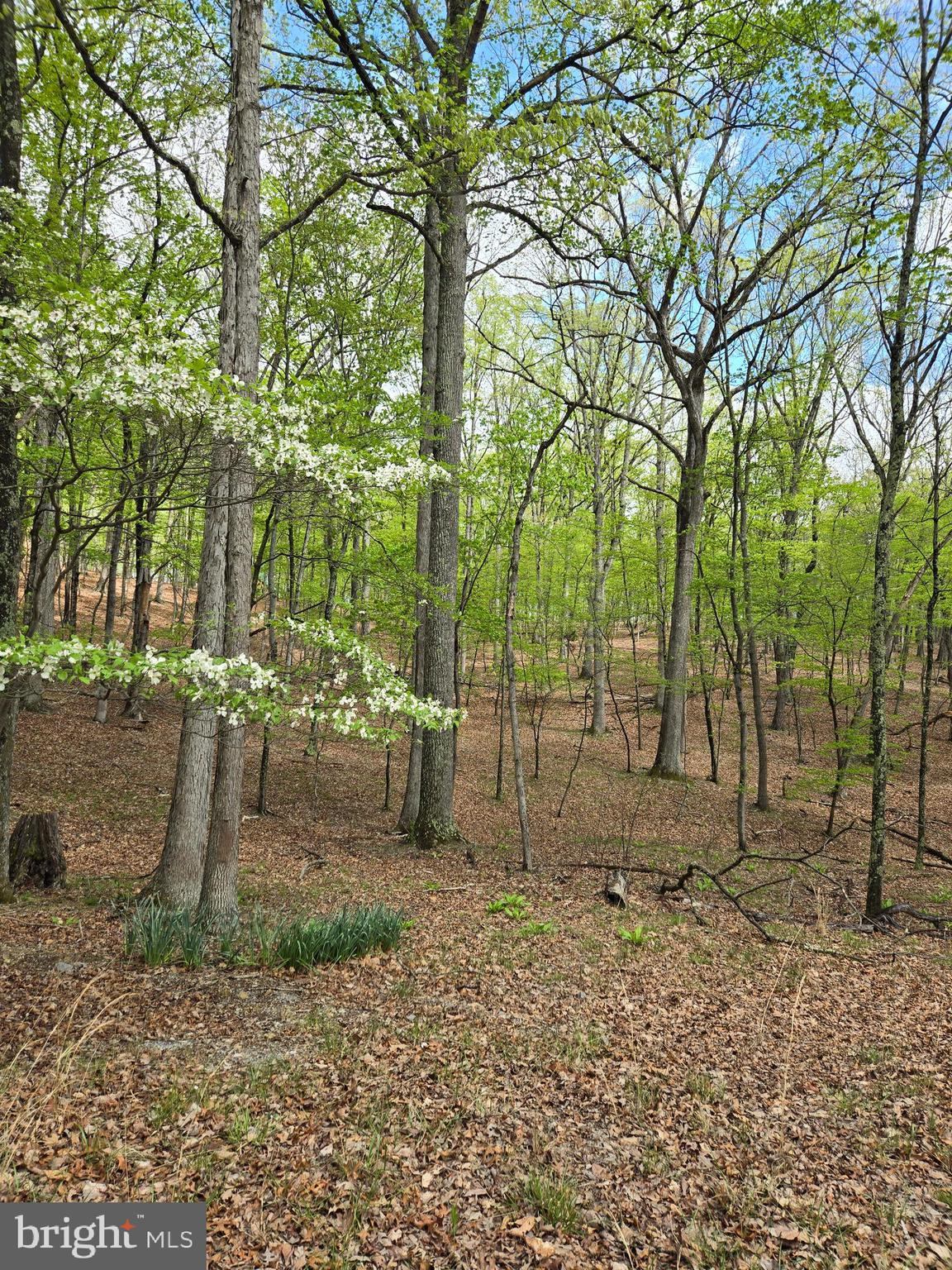 Pioneer Trail