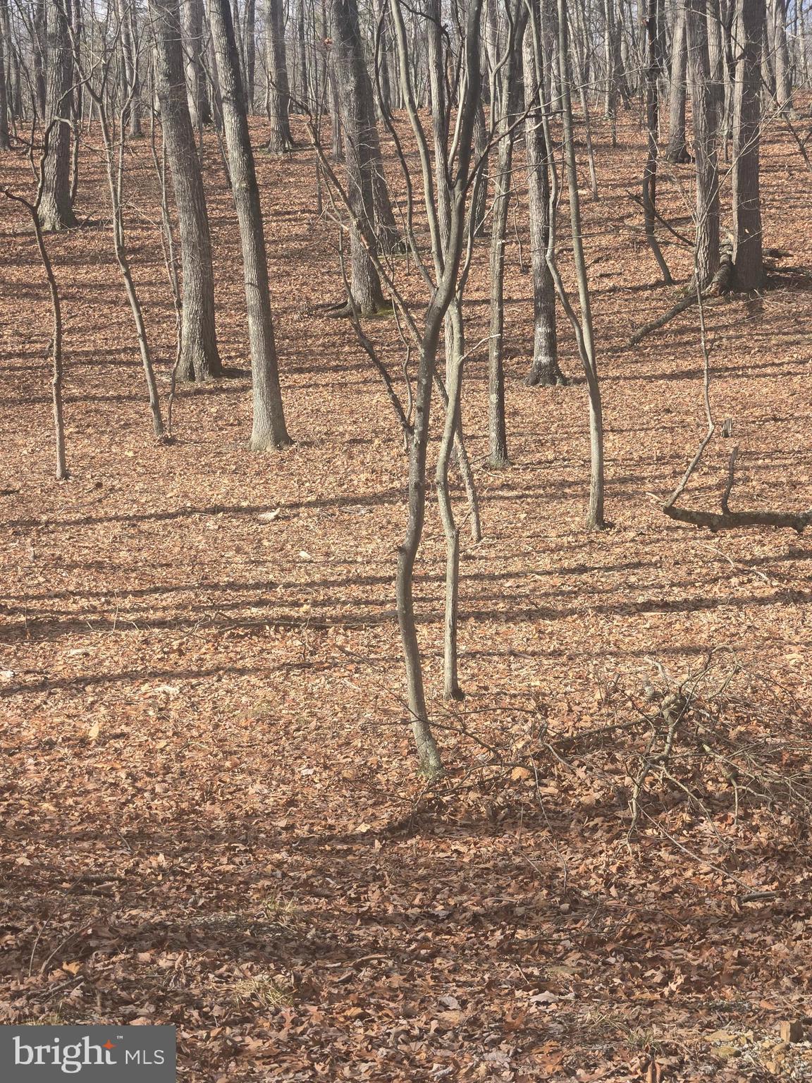 Pioneer Trail
