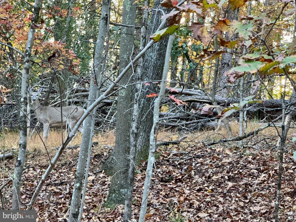 WHITETAIL DRIVE LOT 33