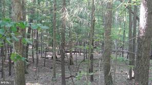 CALYPSO TRAIL