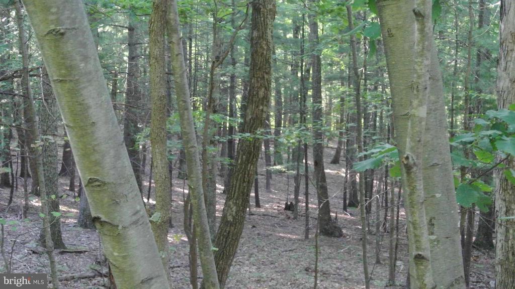 CALYPSO TRAIL