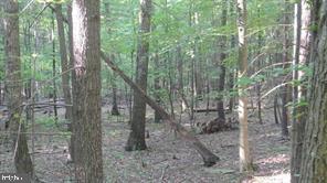 CALYPSO TRAIL