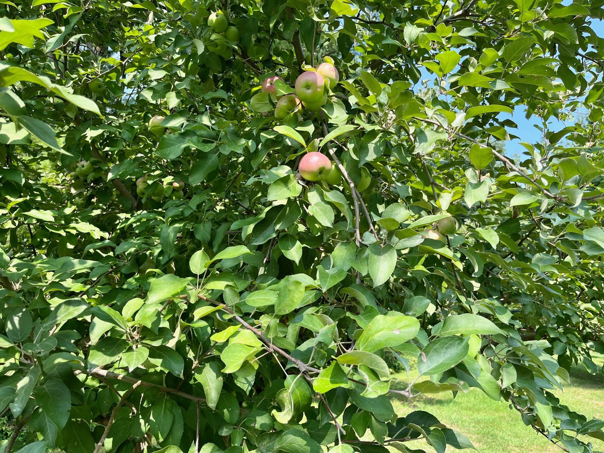 20002 Edison Street NE