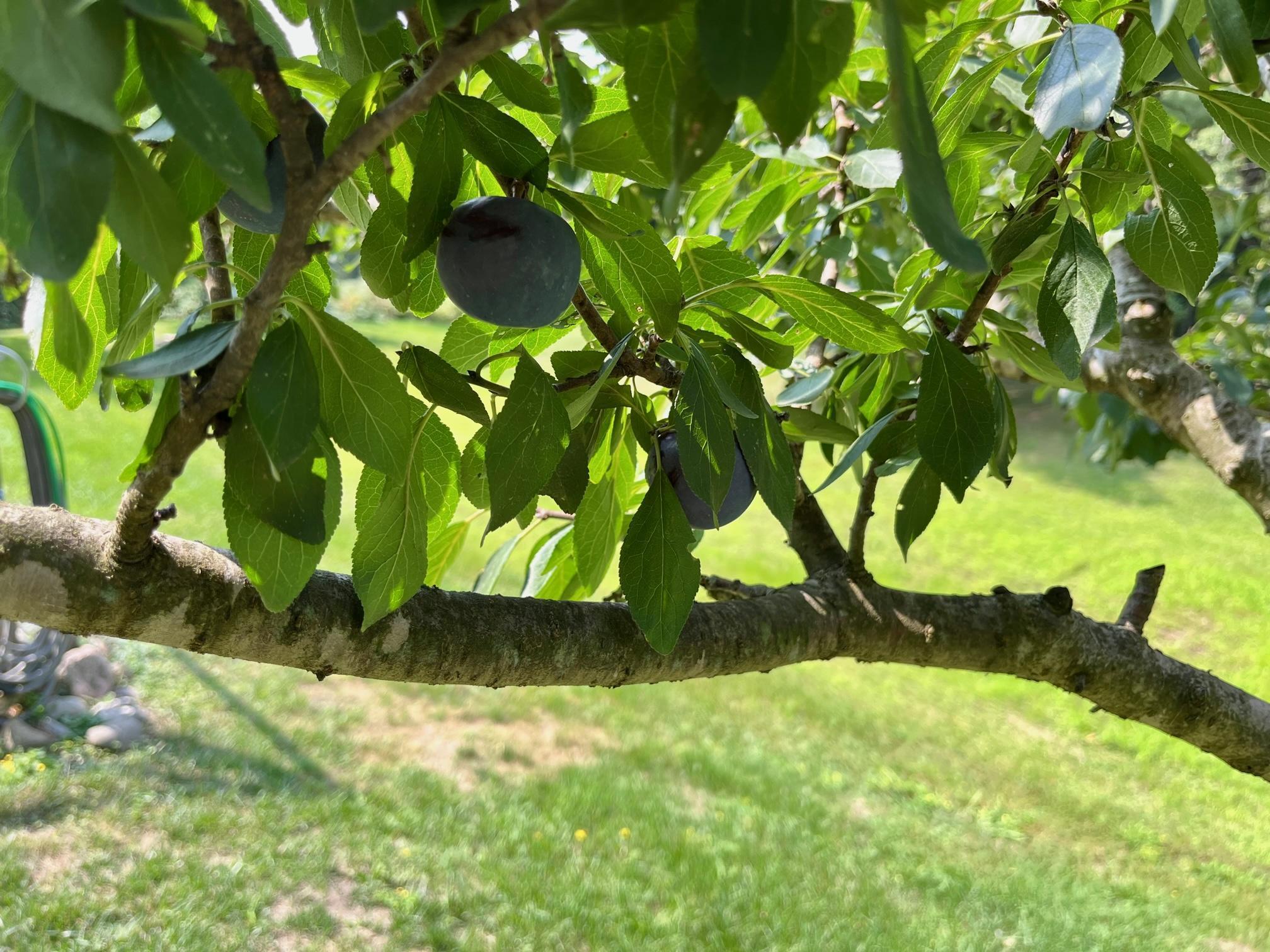 20002 Edison Street NE