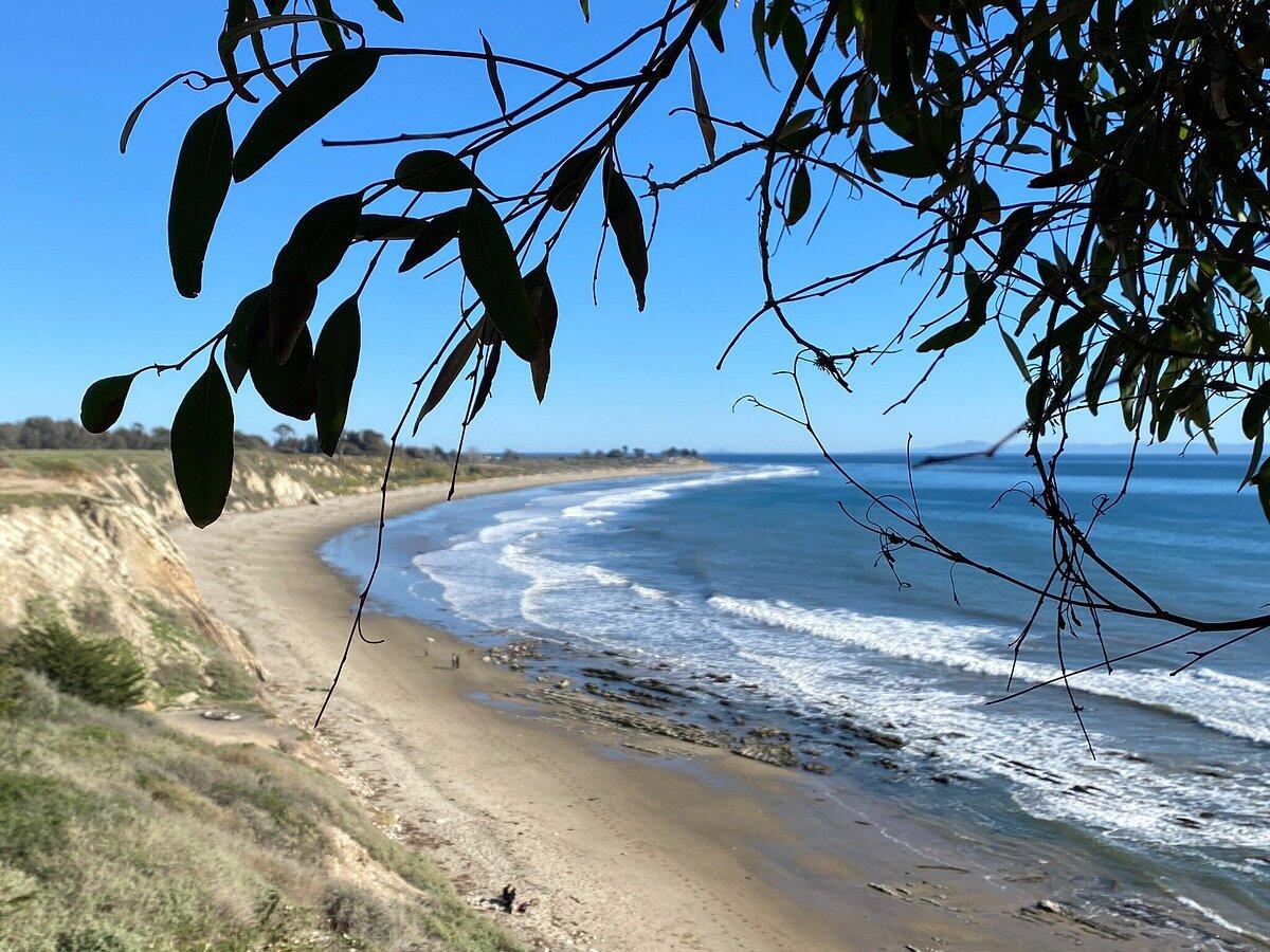 Curving beach and ocean below a coastal bluff, framed by overhanging branches.