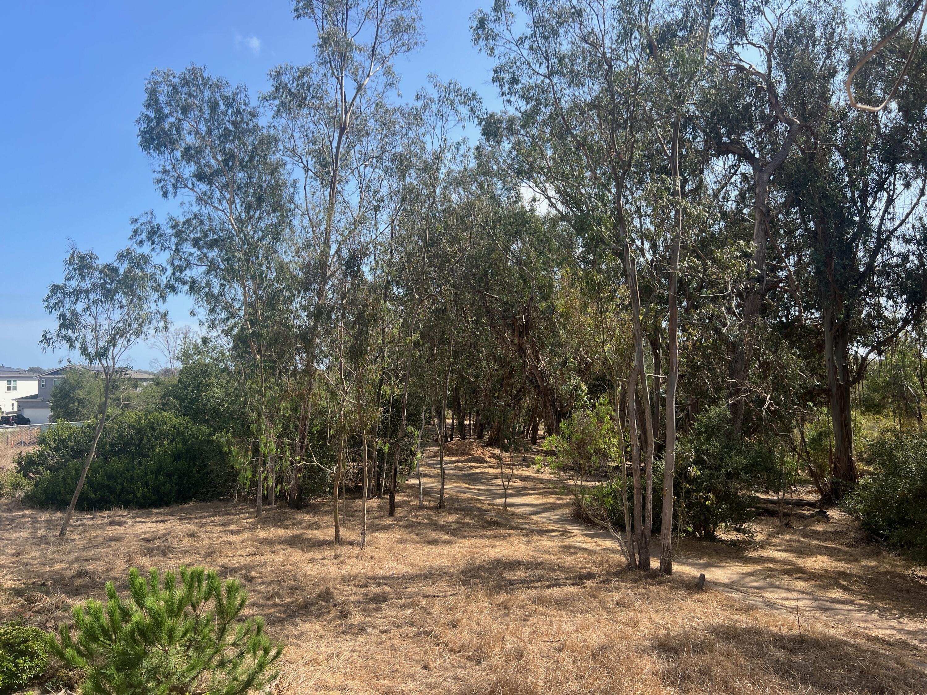 Dry wooded property with a dirt path winding among tall trees and shrubs.