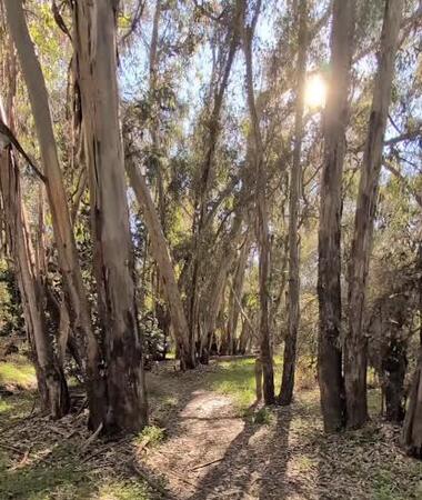 Wooded path winding between tall trees in dappled sunlight.