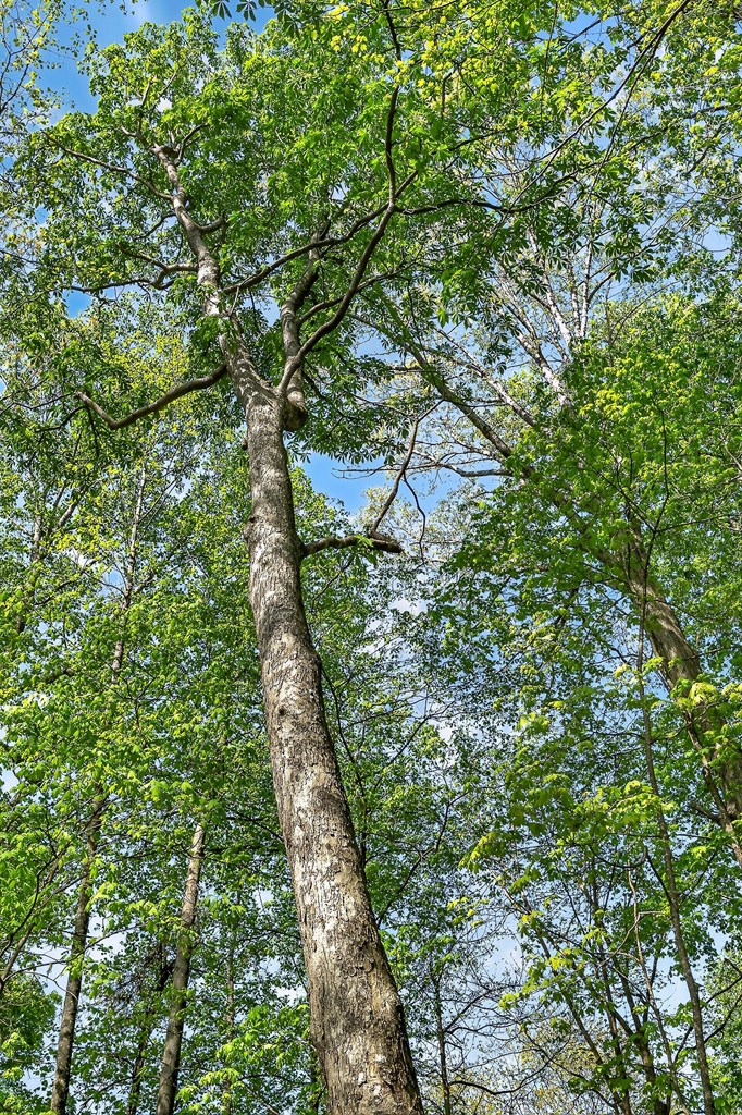 107.7 ac Board Valley Rd