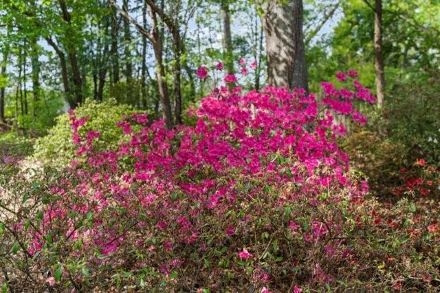 215 Farm Grove Trace