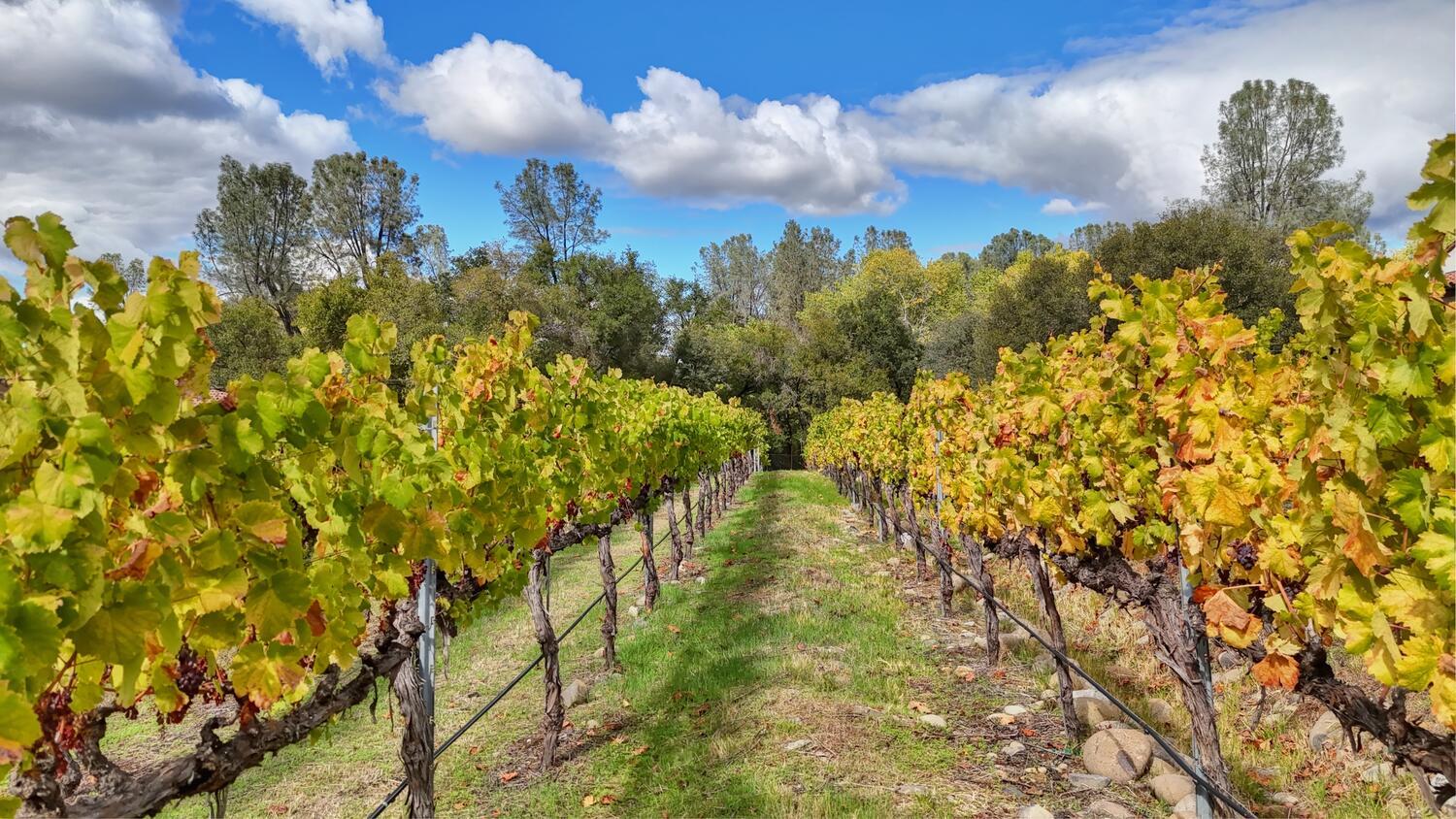 6505 Rutherford Canyon Road