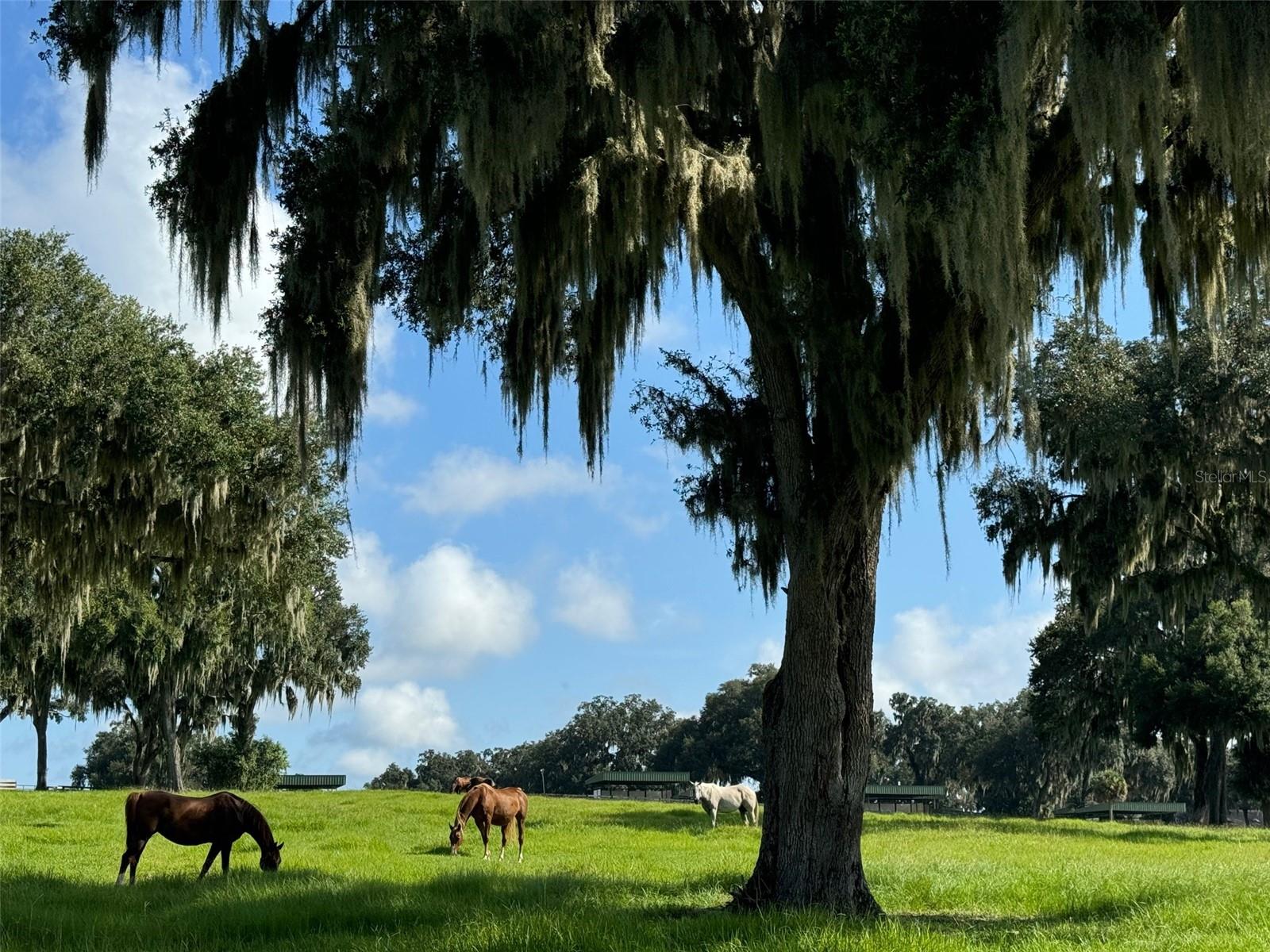 5540 SE 157TH STREET ROAD