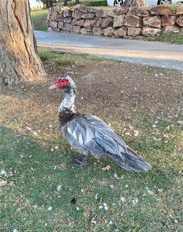 3151 Soaring Gulls Drive 1159