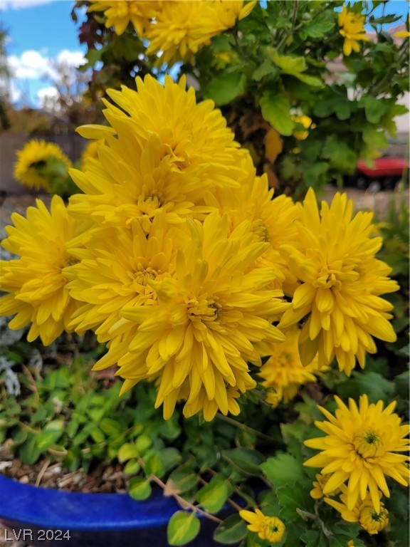 2224 Suffron Hills Court