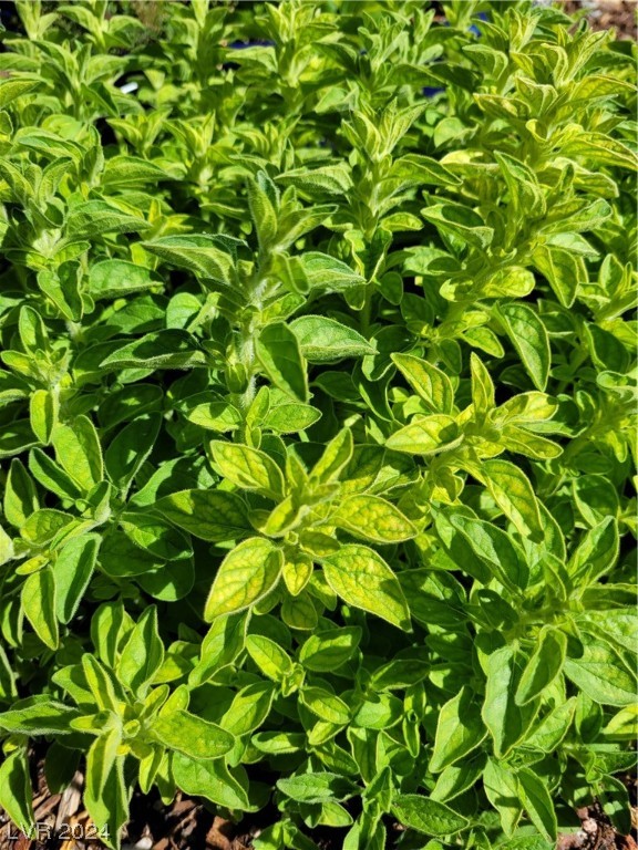 2224 Suffron Hills Court