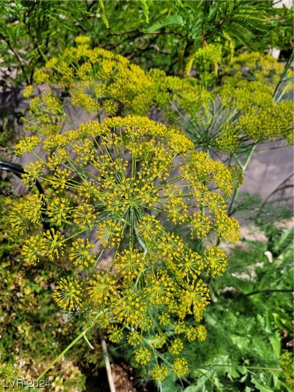 2224 Suffron Hills Court