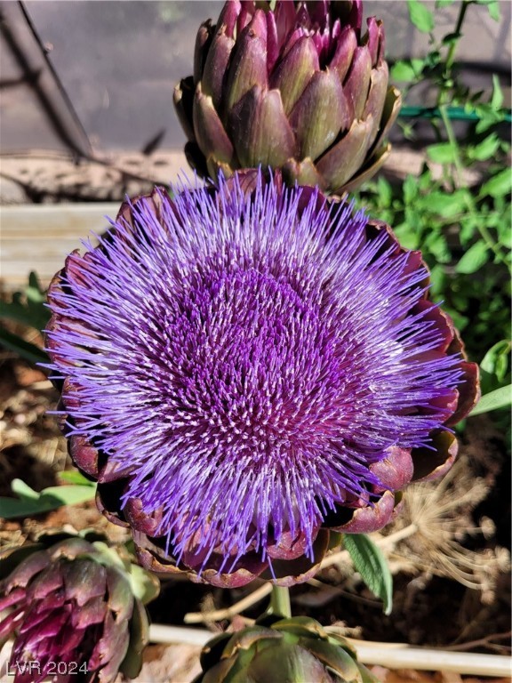 2224 Suffron Hills Court