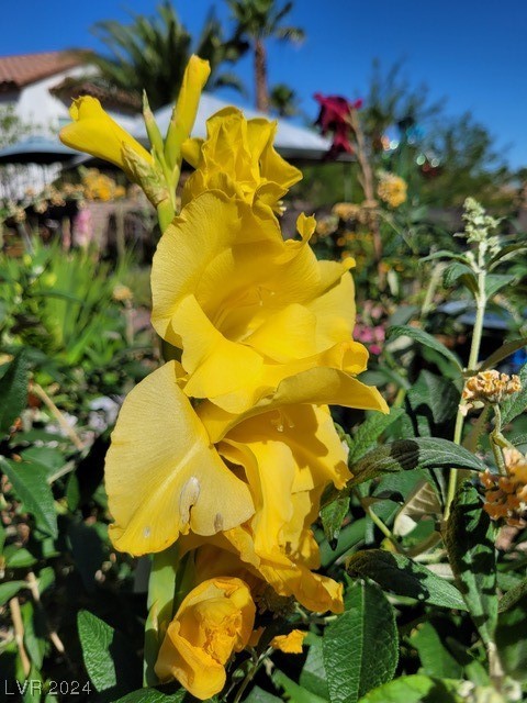 2224 Suffron Hills Court