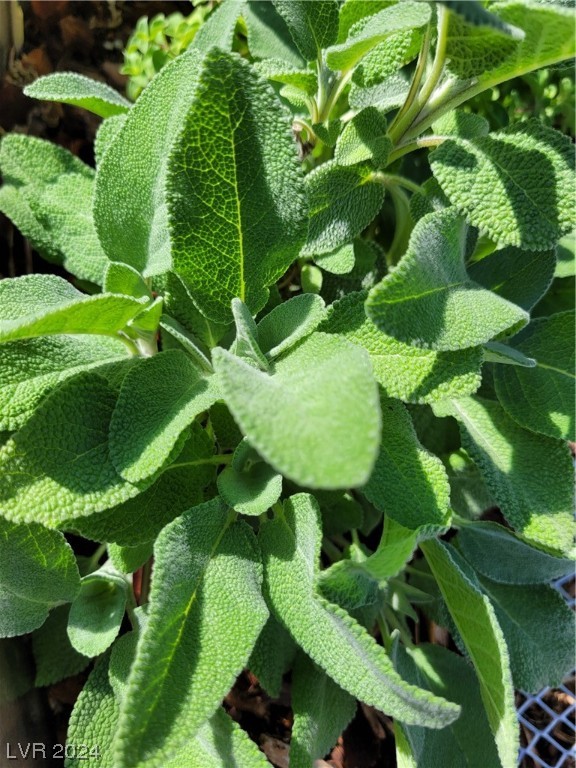 2224 Suffron Hills Court