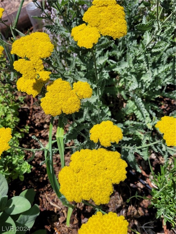 2224 Suffron Hills Court