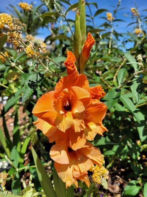 2224 Suffron Hills Court