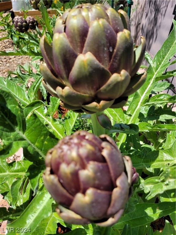 2224 Suffron Hills Court