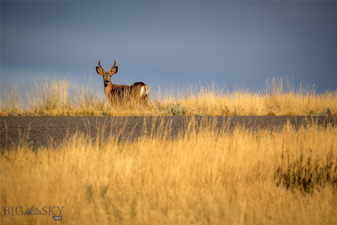 TBD Montana Ranch Trail
