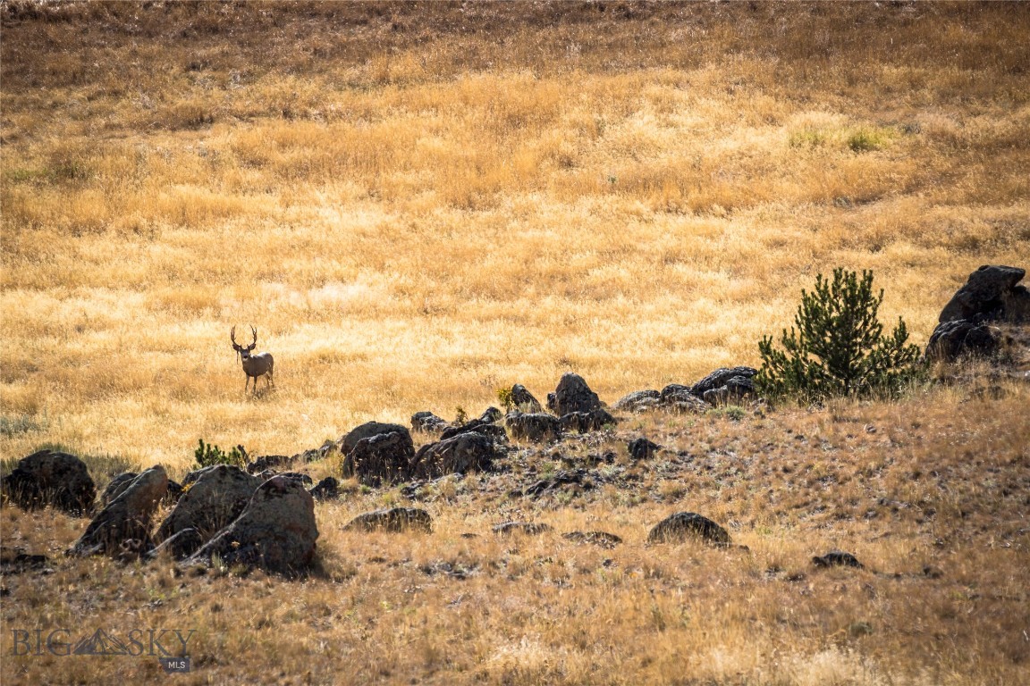 TBD Montana Ranch Trail