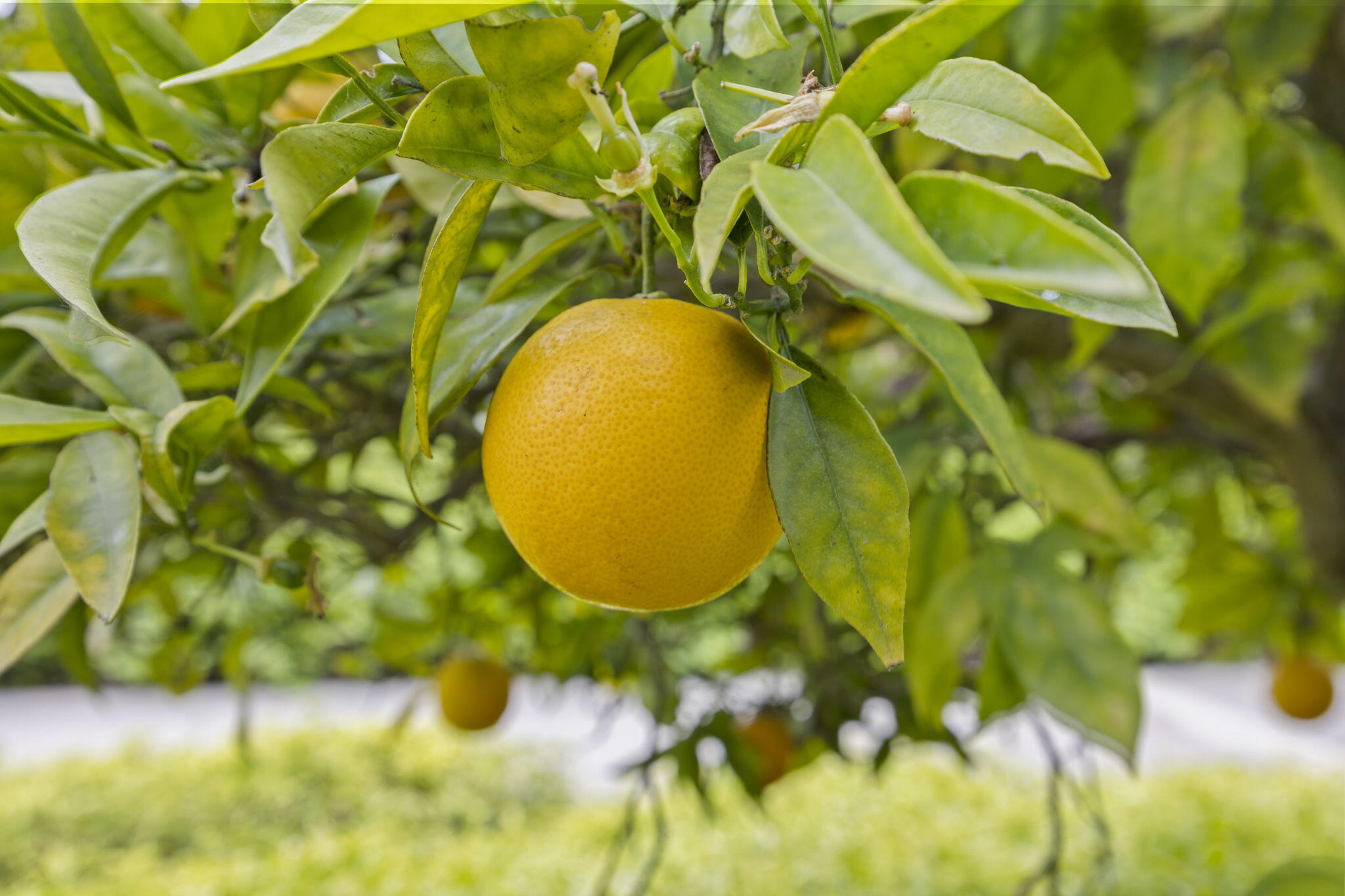 5041 Rhoads Avenue, D