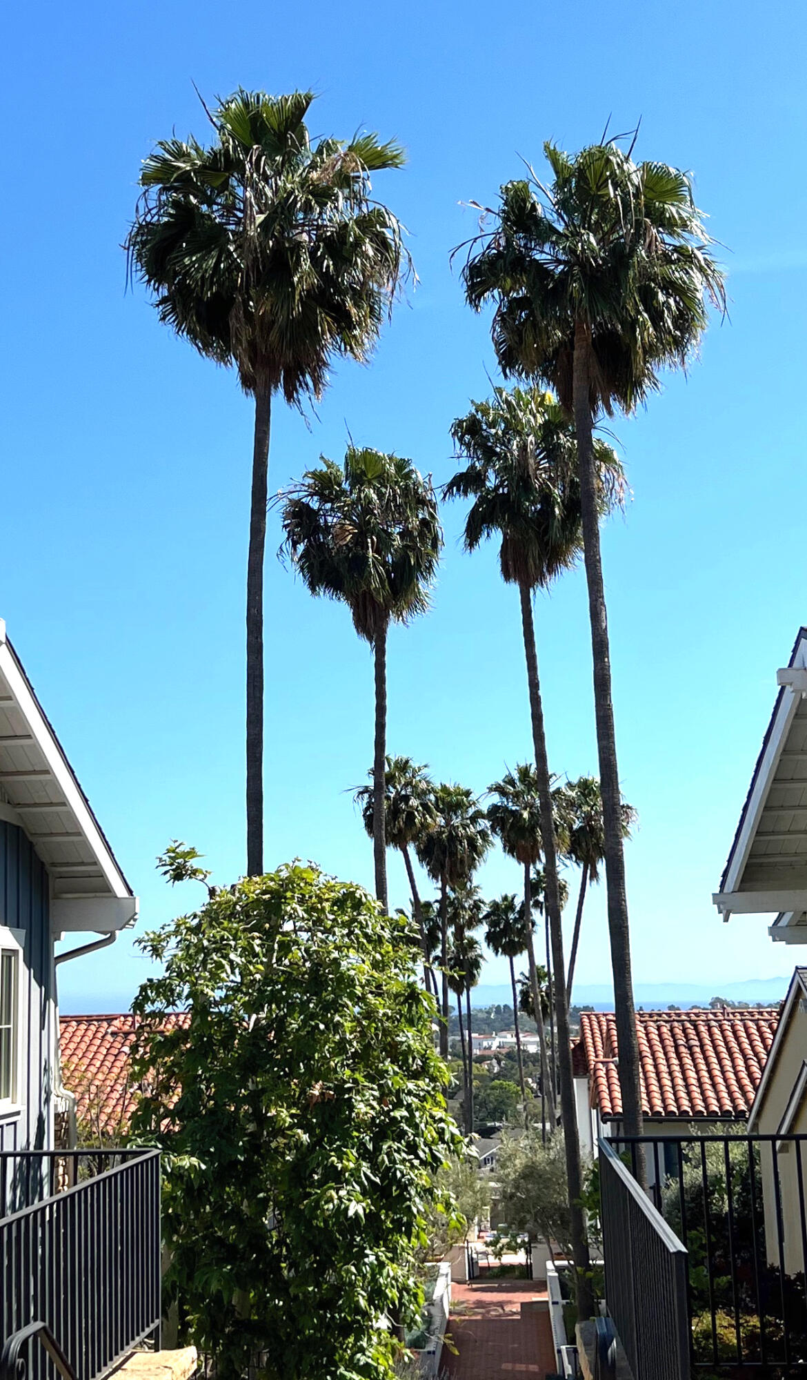 601 E Micheltorena Street, 94