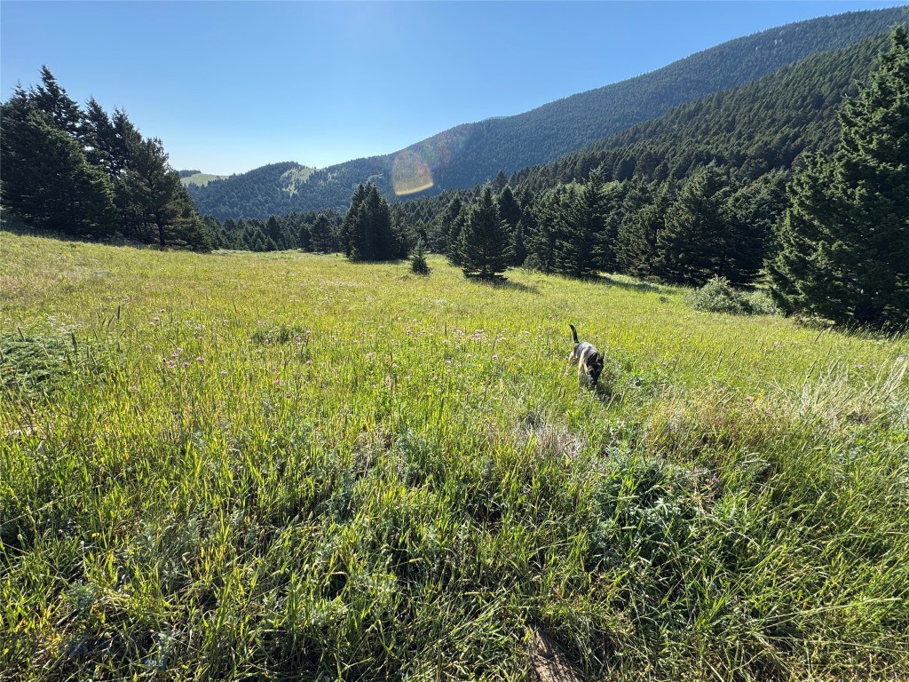 NHN Coyote (lot 57) Drive