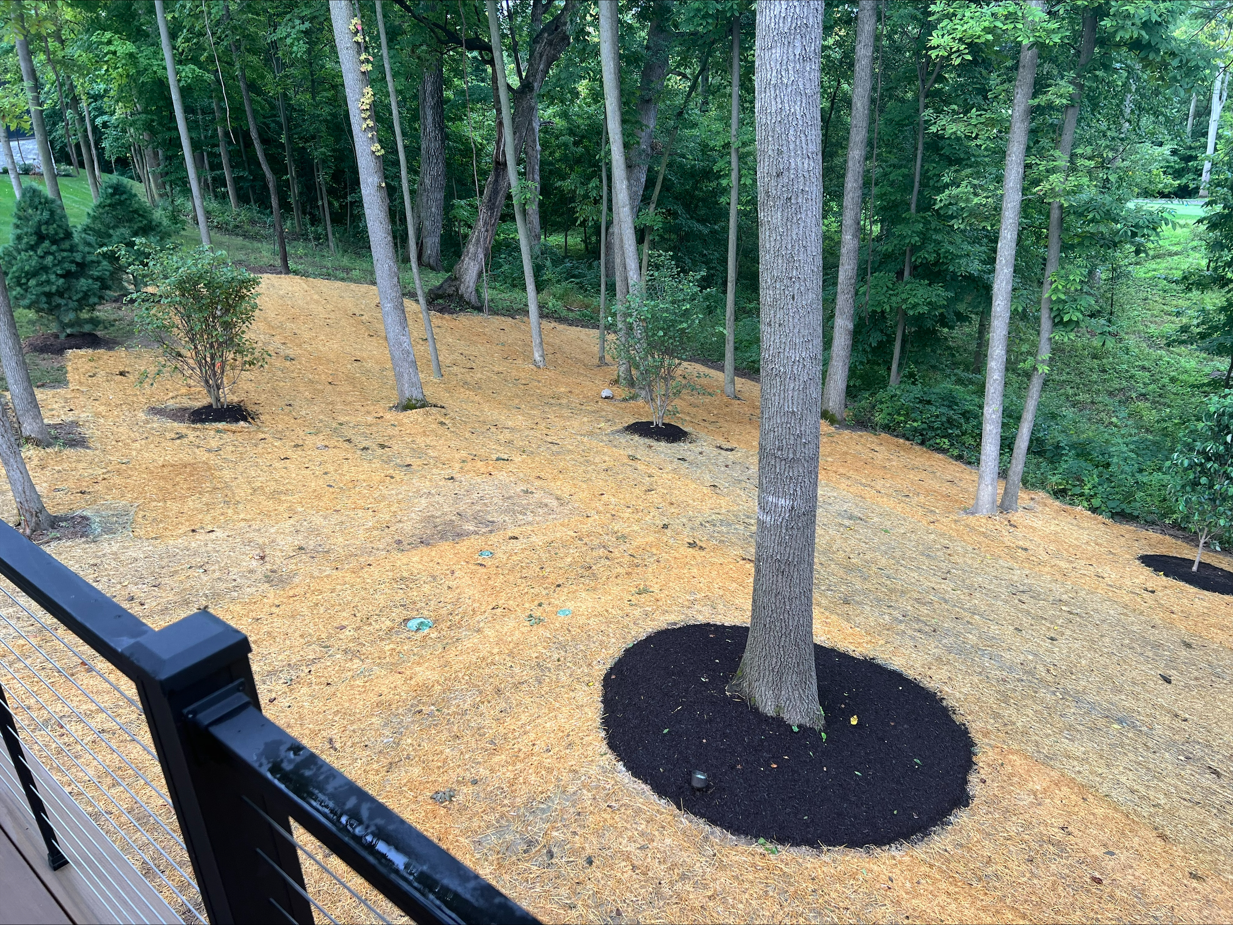 1597 Forest Hills Drive