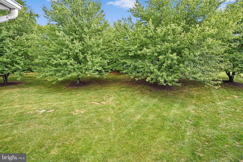 Grassy yard with mature leafy trees and part of the house eave.