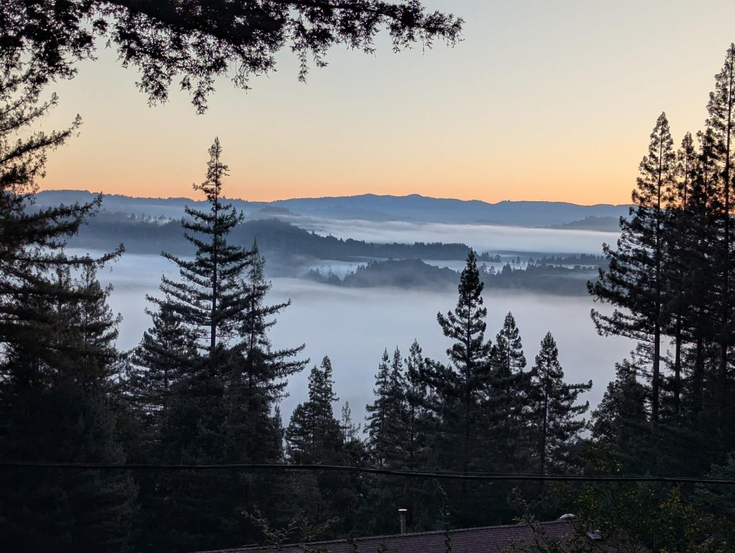 Misty mountain and forest view at sunrise, framed by evergreen trees.