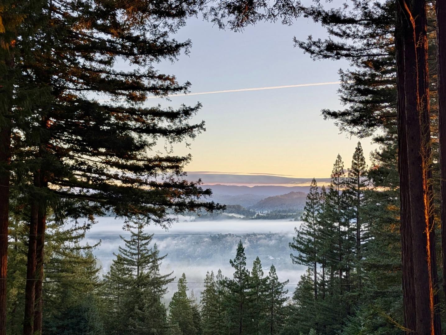 Misty mountain valley viewed through tall redwoods at sunset.