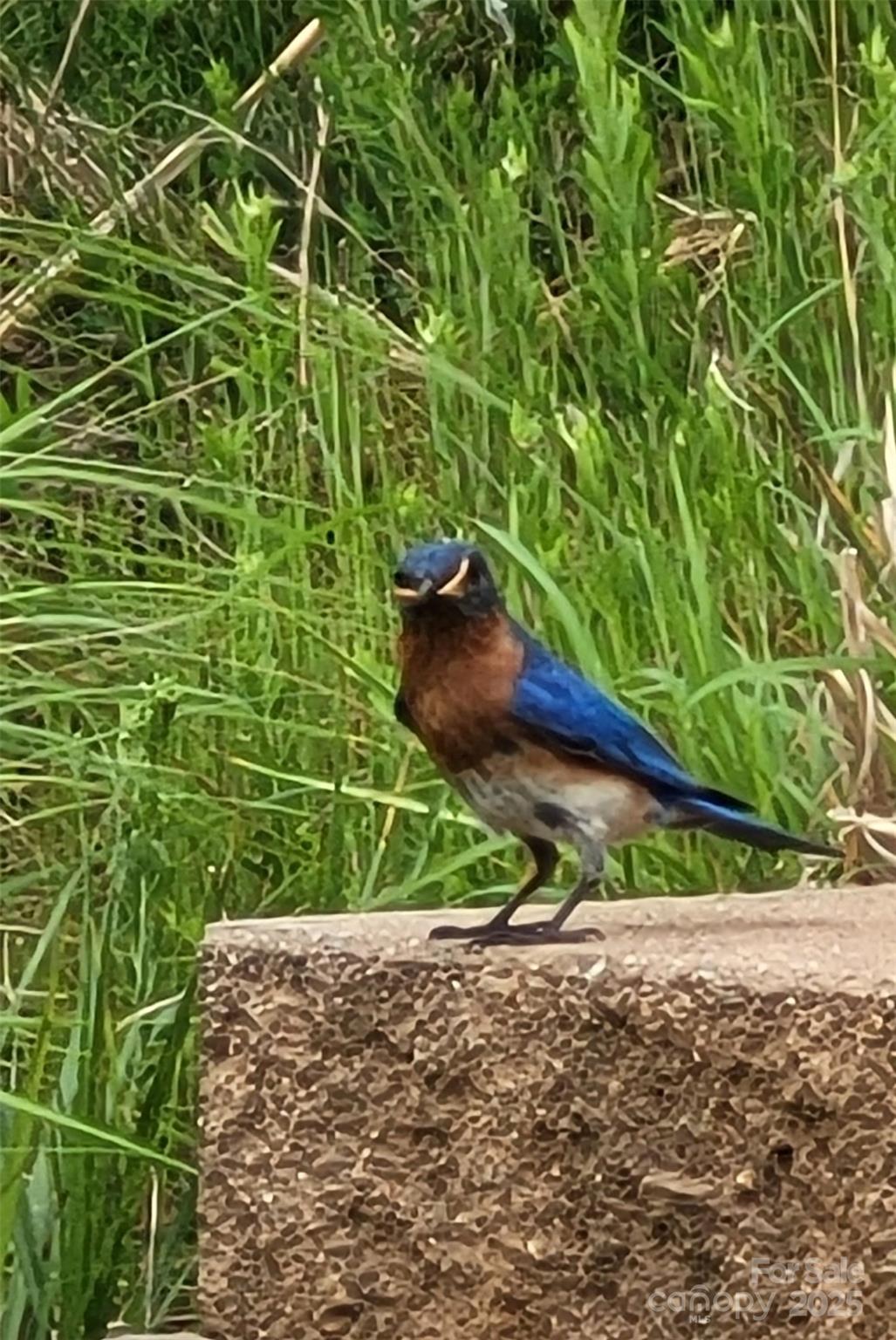 1243 Greenland Drive