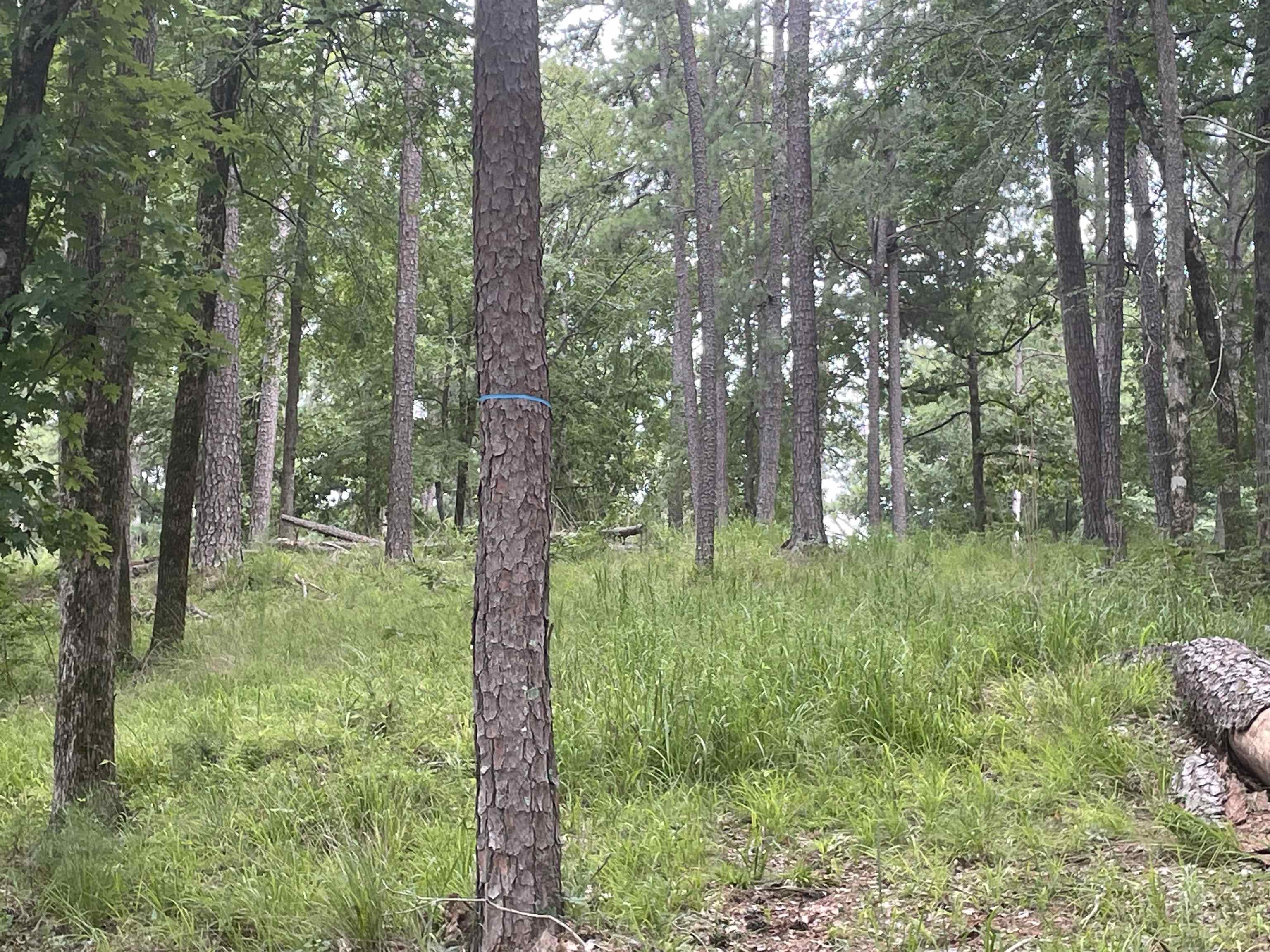 1550 DOGWOOD DRIVE # 55