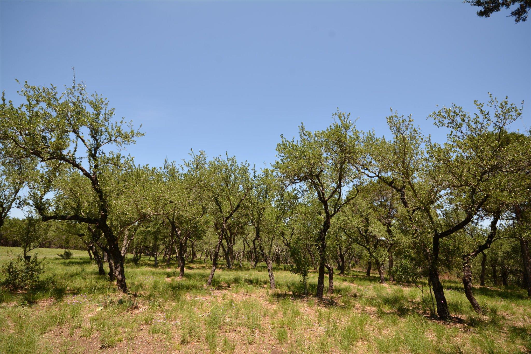 TBD LOT 17-B DEER RUN