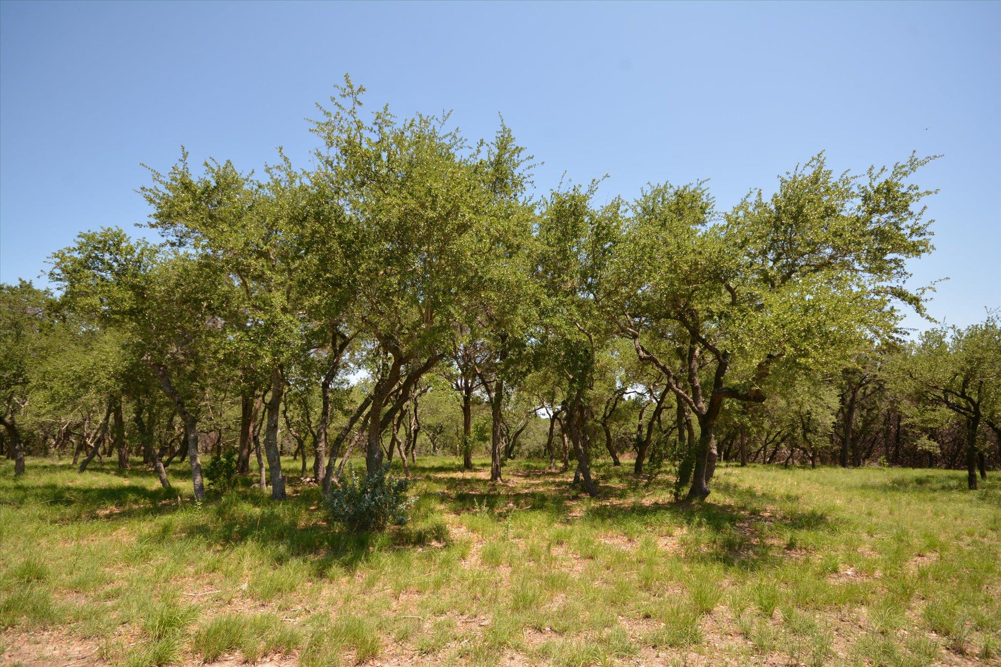 TBD LOT 17-B DEER RUN