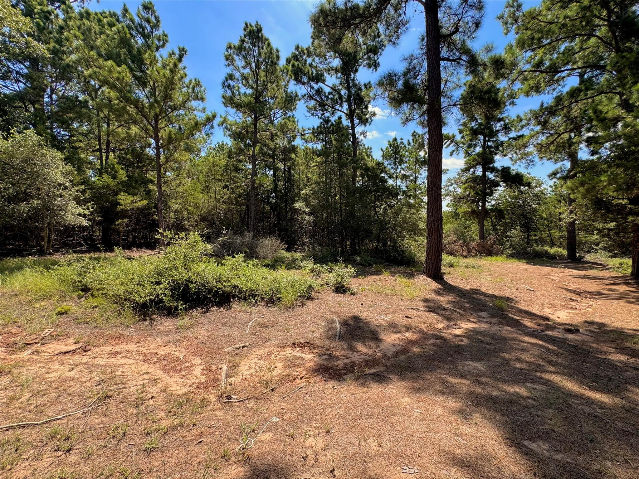 445 Pine Valley LOOP