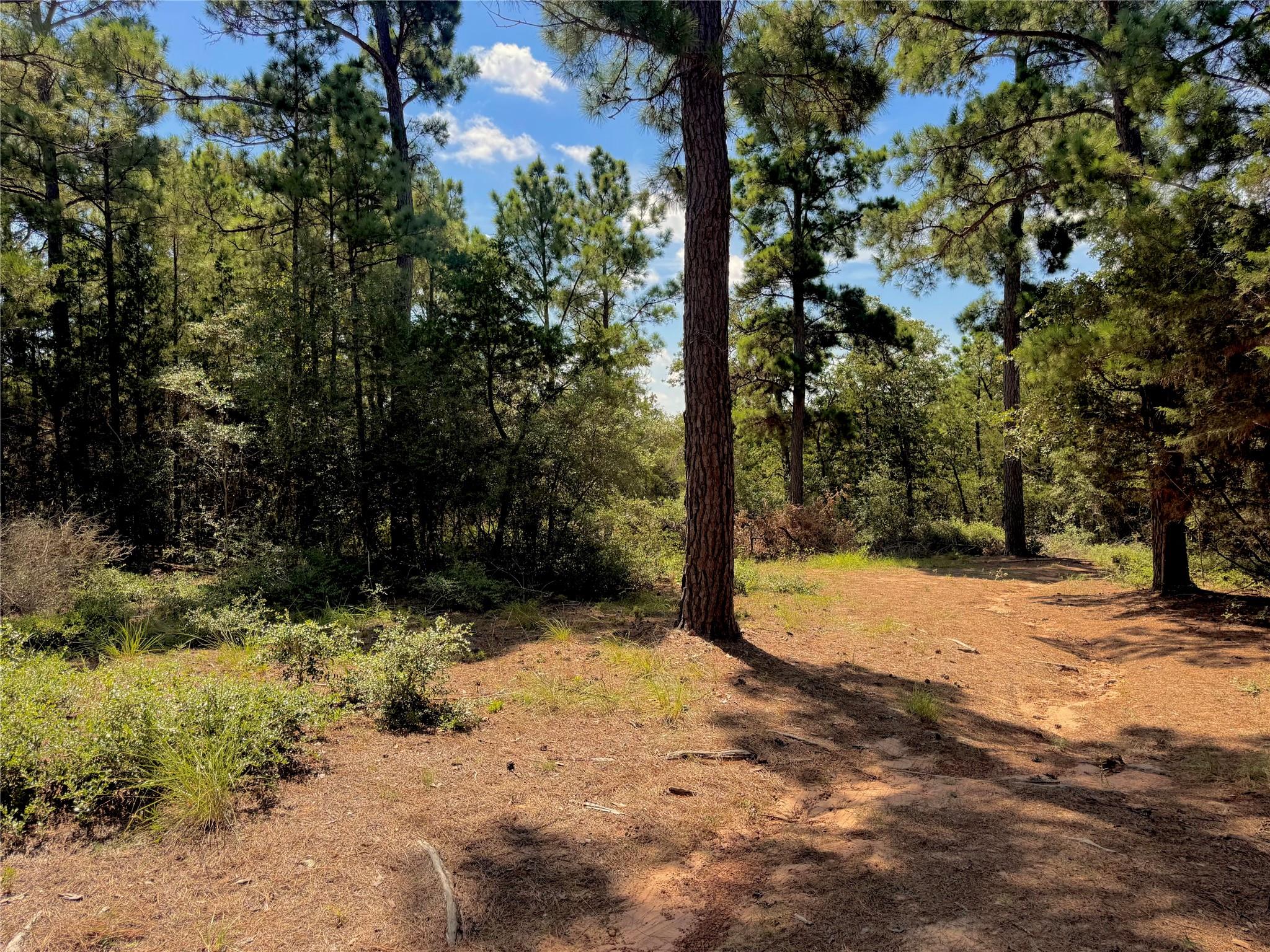 445 Pine Valley LOOP