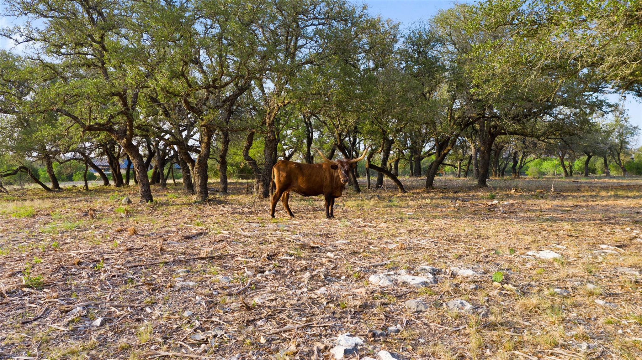 10 Pedernales Canyon TRL