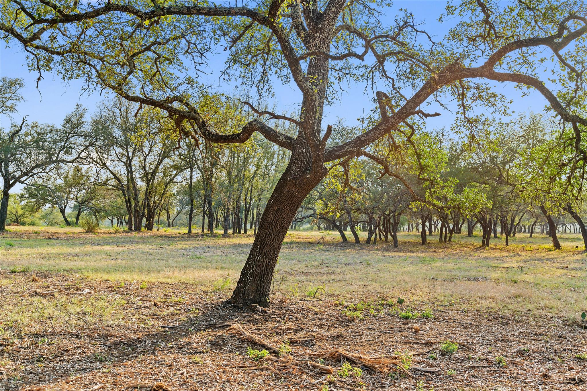 10 Pedernales Canyon TRL