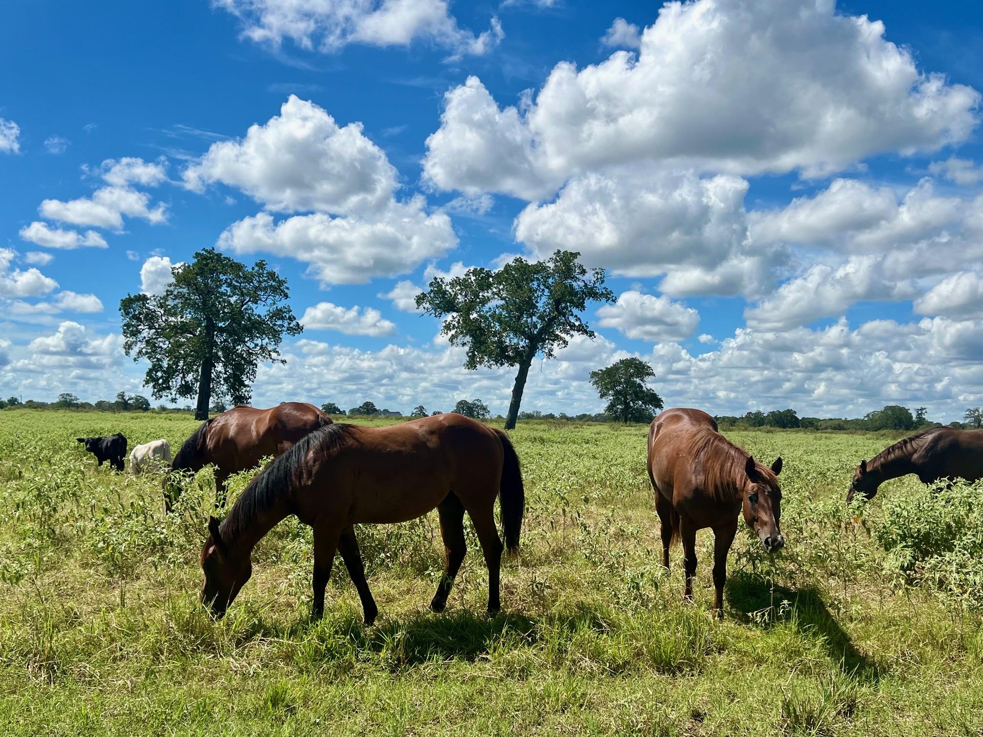 3 Big Sky Ranch RD