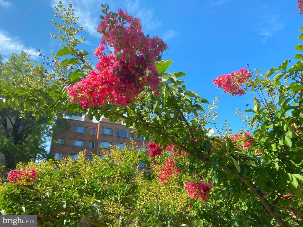 2515 K STREET NW 205