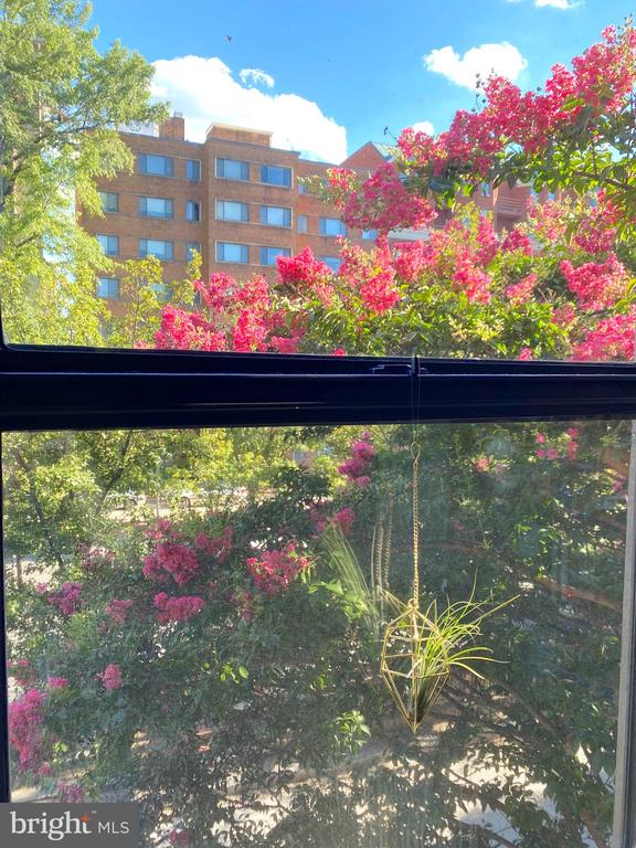 2515 K STREET NW 205