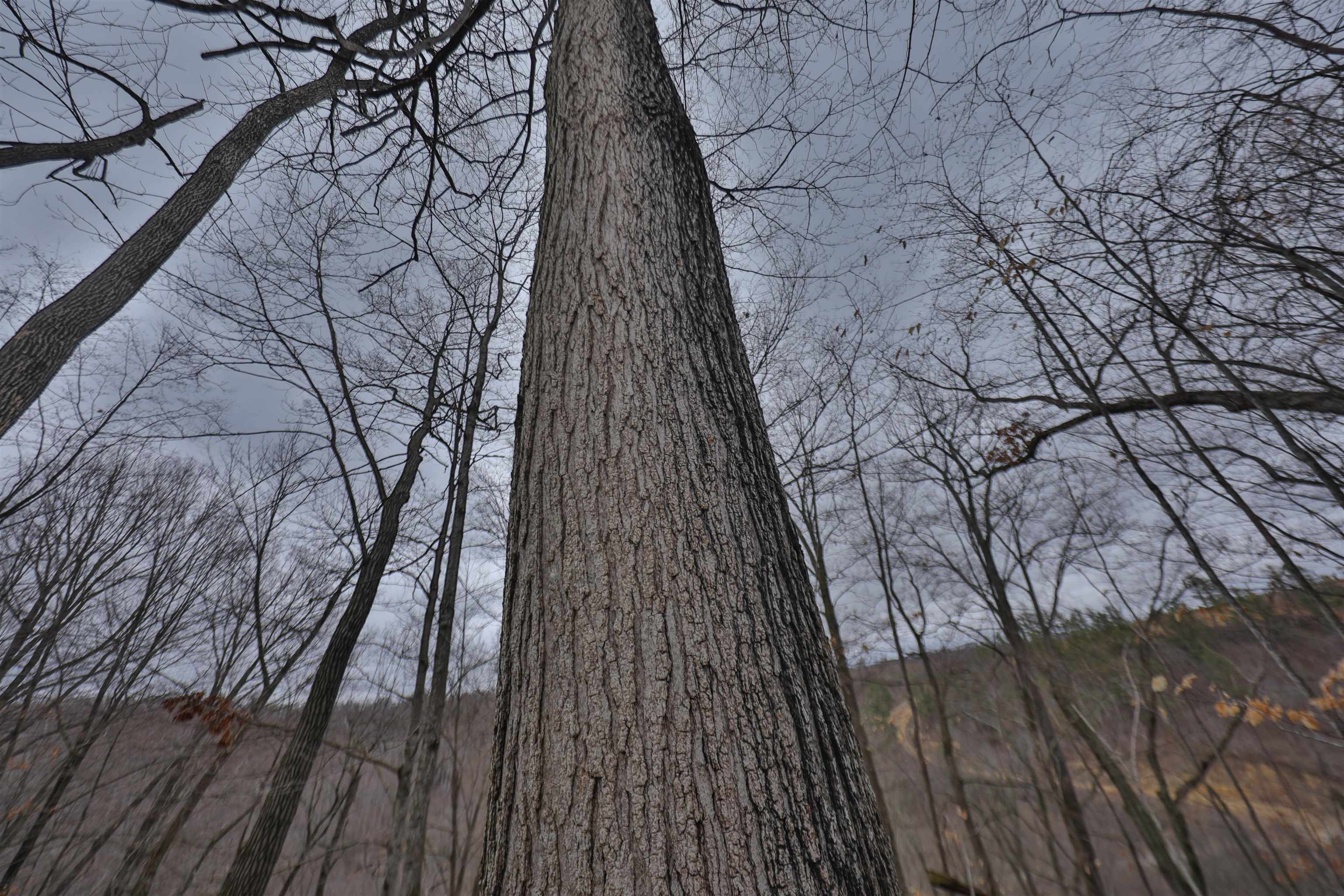 120.20AC Bugbee Hollow Road