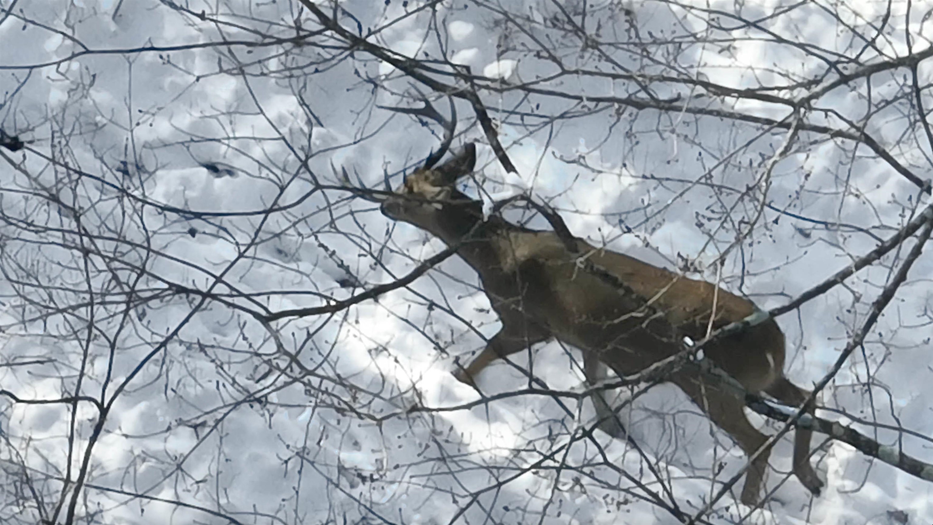 20.14 Ac Deerborn Drive