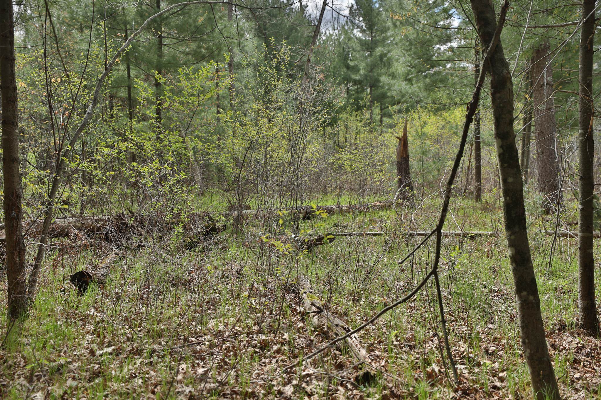 Lot 1 Grayling Avenue