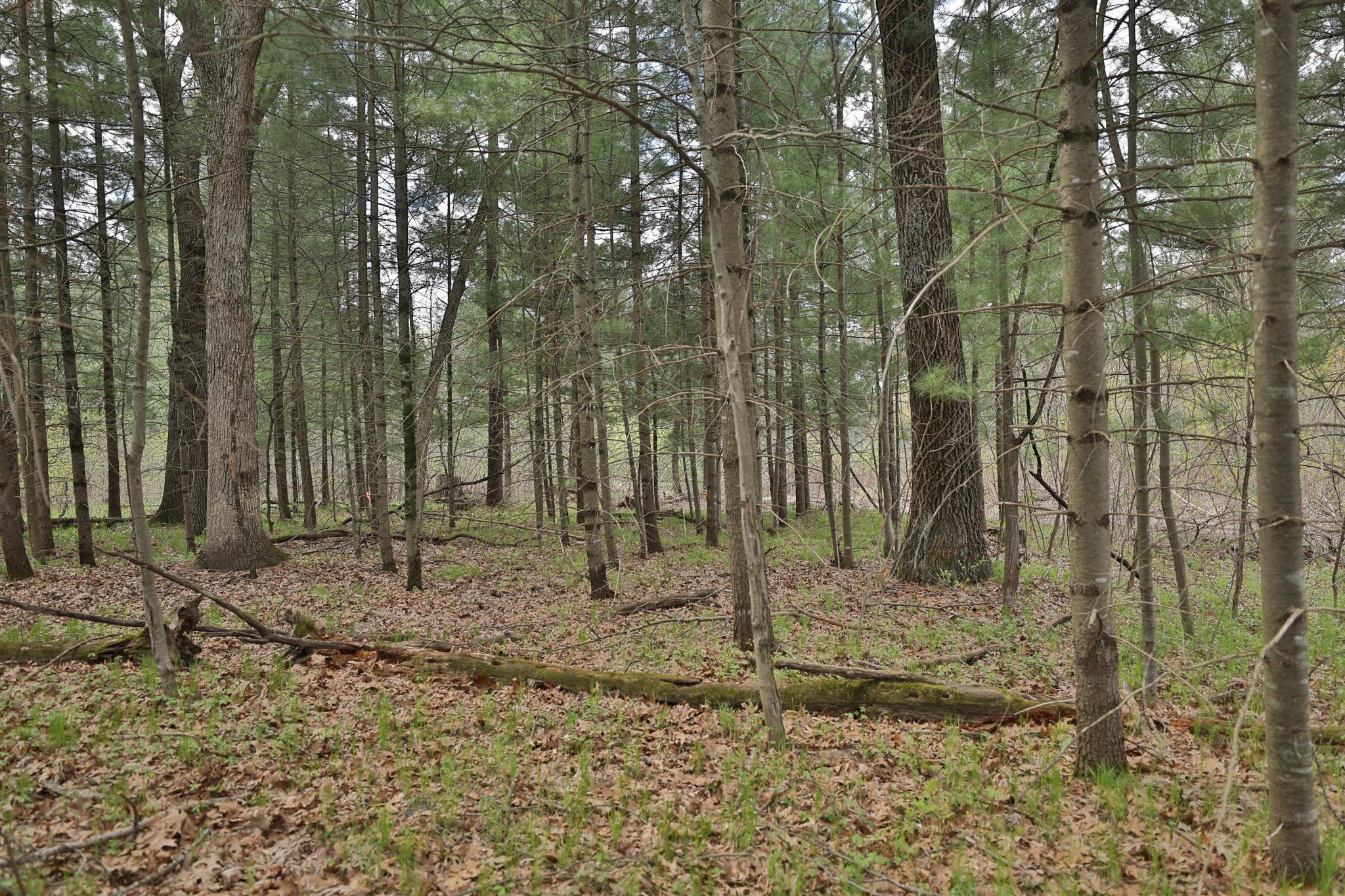Lot 1 Grayling Avenue